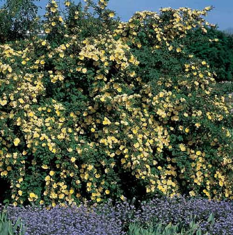 Goldgelbe Rose - Rosa hugonis STR