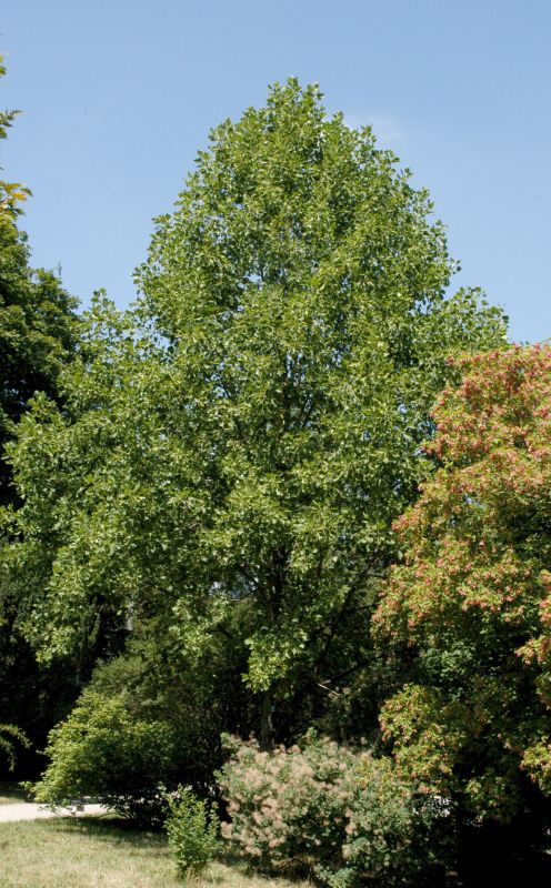 Goldgelber Tulpenbaum - Liriodendron tulipifera 'Aureomarginatum'