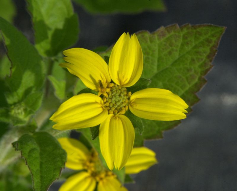 Goldkörbchen - Chrysogonum virginianum