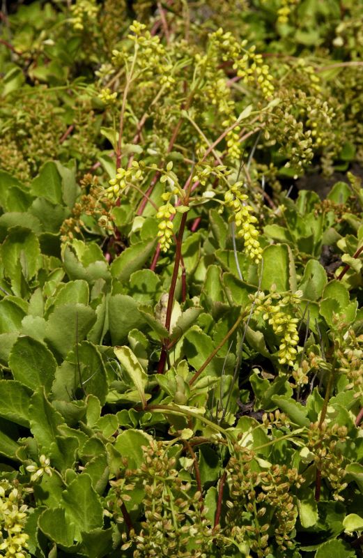 Goldtröpfchen - Chiastophyllum oppositifolium