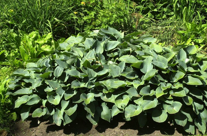 Graublaue Garten-Funkie Halcyon - Hosta x tardiana 'Halcyon'