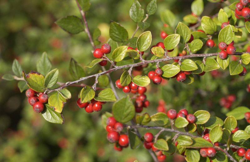 Graue Strauchmispel - Cotoneaster dielsianus
