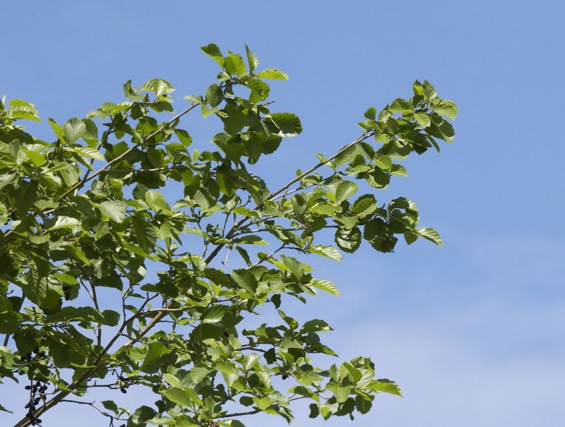 Grauerle - Alnus incana