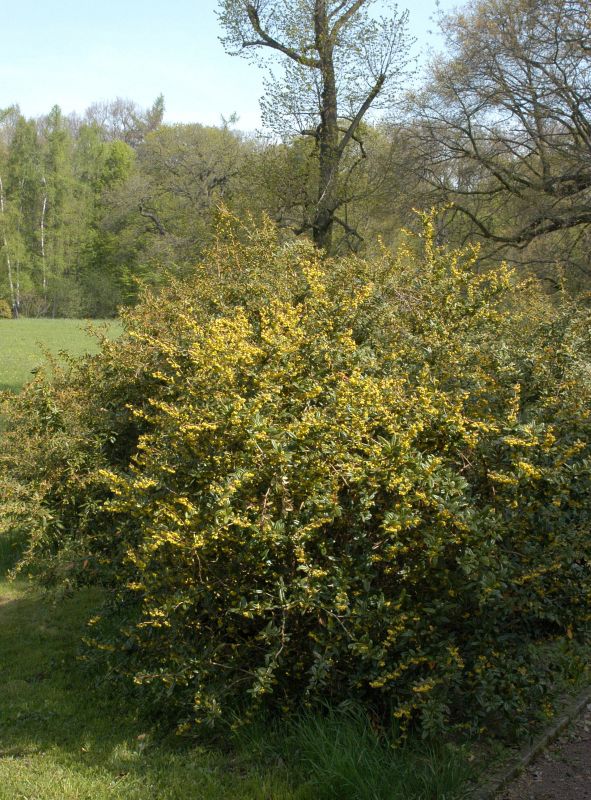 Großblättrige Berberitze - Berberis julianae