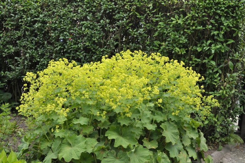 Großblättriger Frauenmantel - Alchemilla mollis