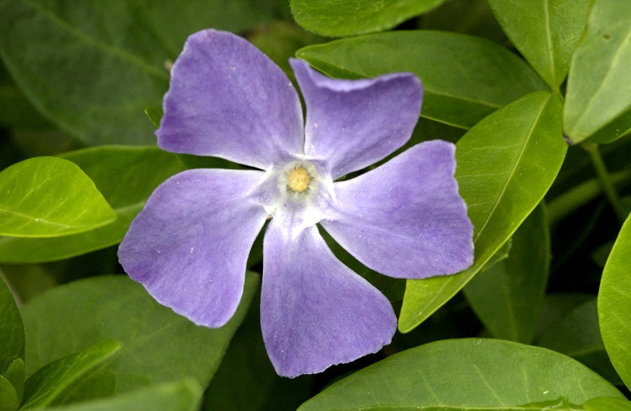 Großblättriges Immergrün - Vinca major