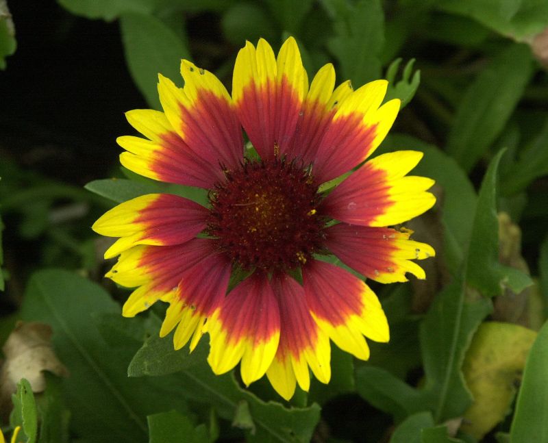 Großblumige Garten-Kokardenblume Kobold - Gaillardia x grandiflora 'Kobold'