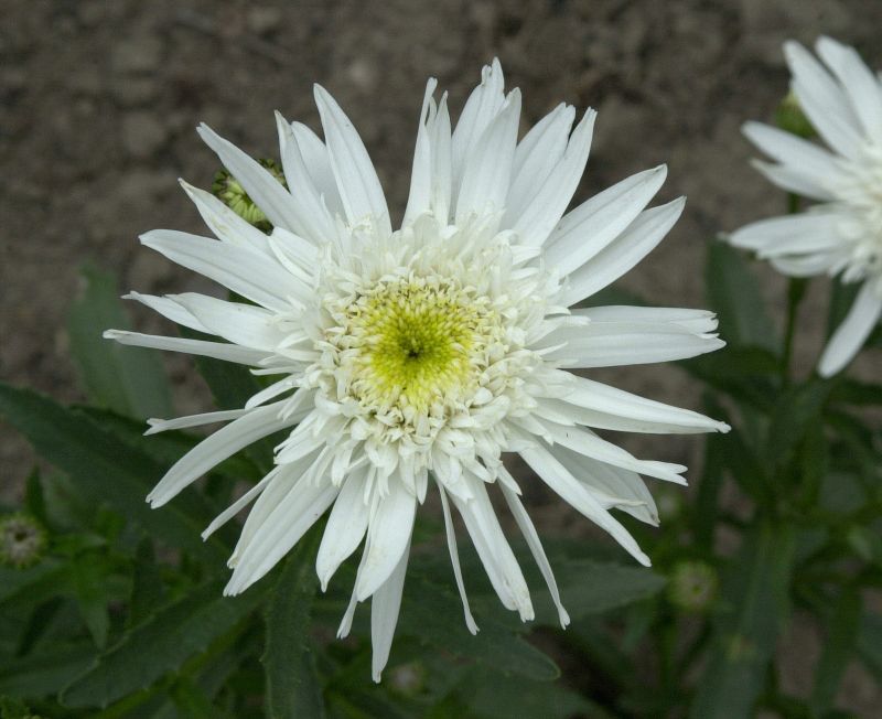 Großblumige Garten-Margerite Christine Hagemann - Leucanthemum x superb.'Christine Hagemann'