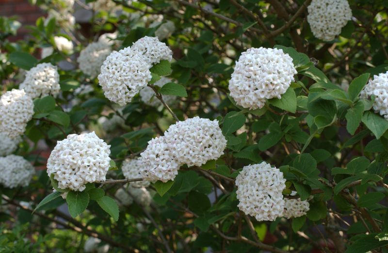 Großblumiger Schneeball - Viburnum carlcephalum
