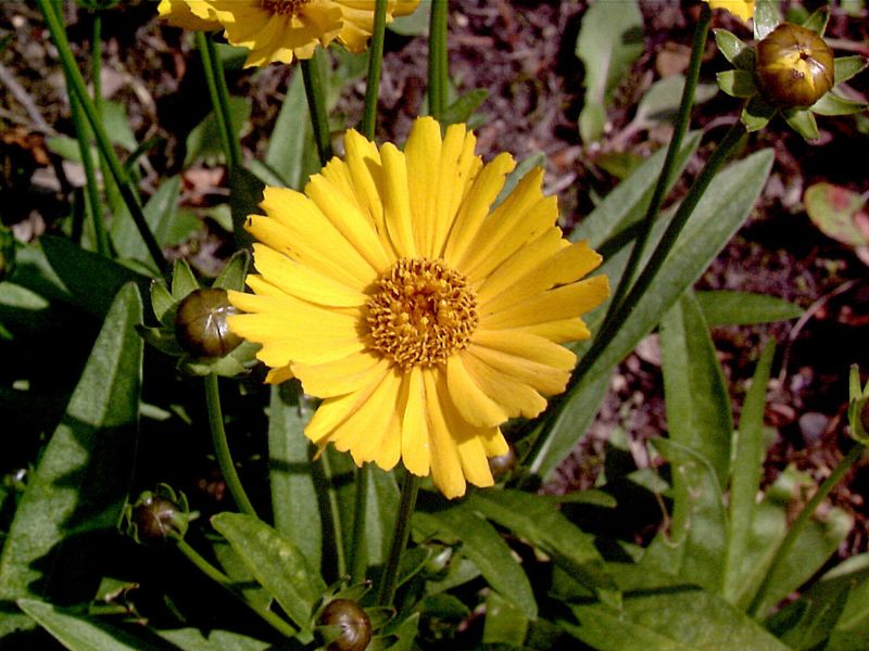 Großblumiges Garten-Mädchenauge - Coreopsis grandiflora 'Sonnenkind'