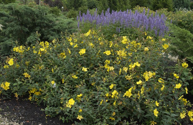 Großblumiges Johanniskraut 'Hidcote' - Hypericum 'Hidcote'