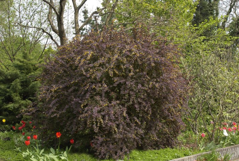 Große Blutberberitze 'Superba' - Berberis ottawensis 'Superba'