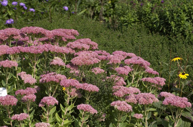 Großes Garten-Fettblatt Herbstfreude - Sedum telephium 'Herbstfreude'