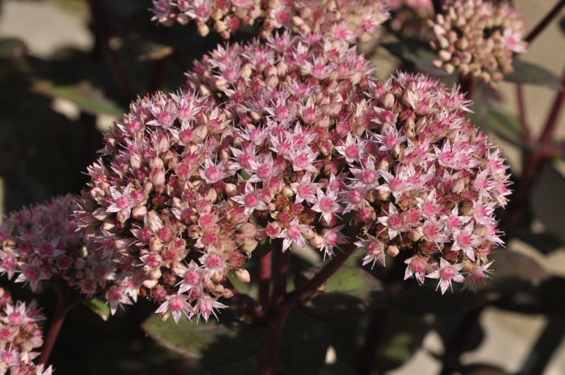 Großes Garten-Fettblatt Matrona - Sedum telephium 'Matrona'