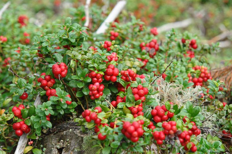 Großfrüchtige Moosbeere - Vaccinium macrocarpon
