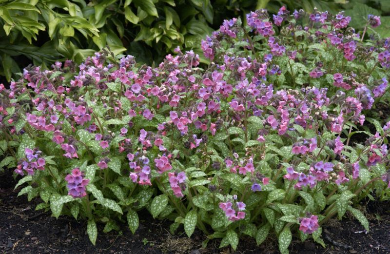 Großgeflecktes Garten-Lungenkraut - Pulmonaria saccharata 'Mrs Moon'