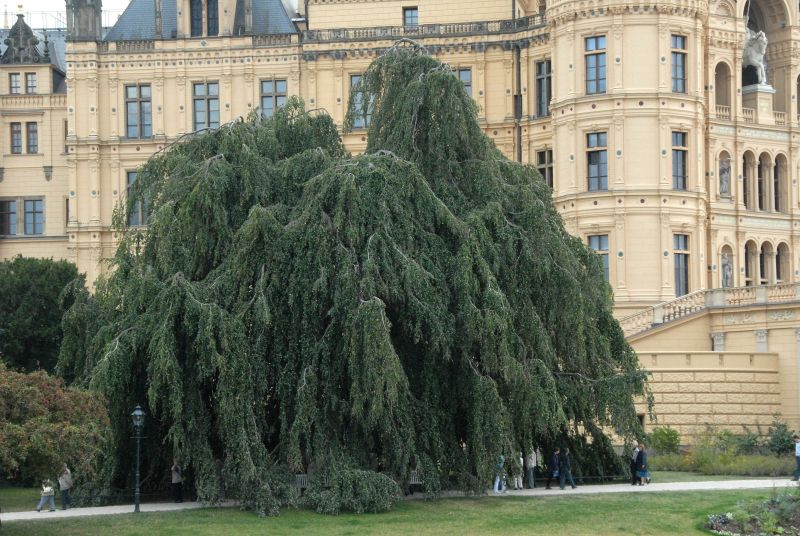 Grüne Hängebuche - Fagus sylvatica 'Pendula'
