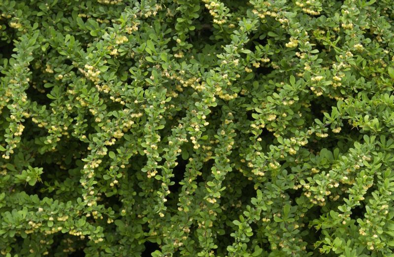 Grüne Heckenberberitze - Berberis thunbergii
