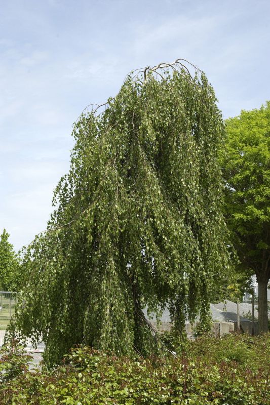 Hängebirke - Betula pendula 'Tristis'
