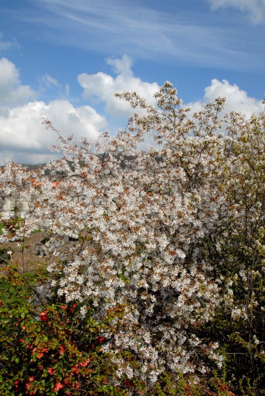 Hängende Felsenbirne - Amelanchier laevis