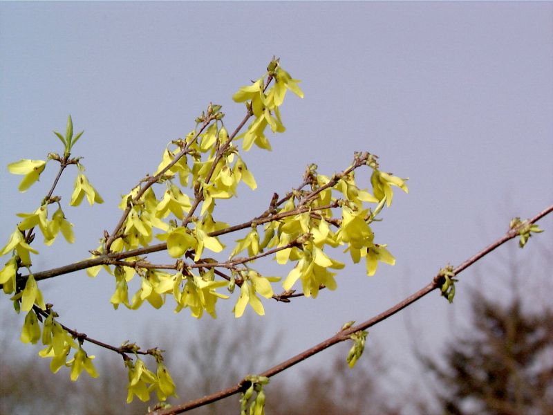 Hängende Forsythie - Forsythia suspensa fortunei