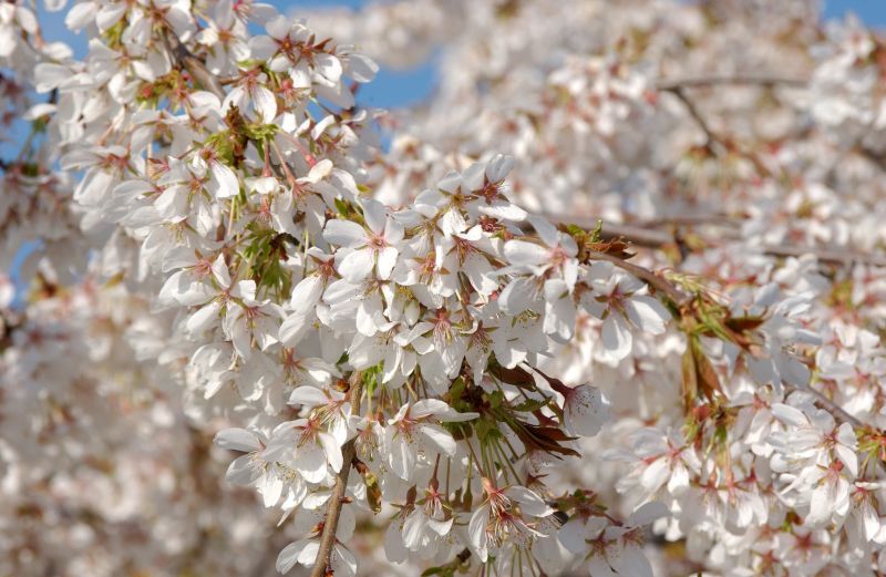Hängende Frühlingskirsche - Prunus subhirtella 'Pendula' CAC