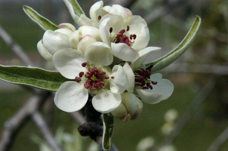 Hängende Wildbirne - Pyrus salicifolia 'Pendula' CAC