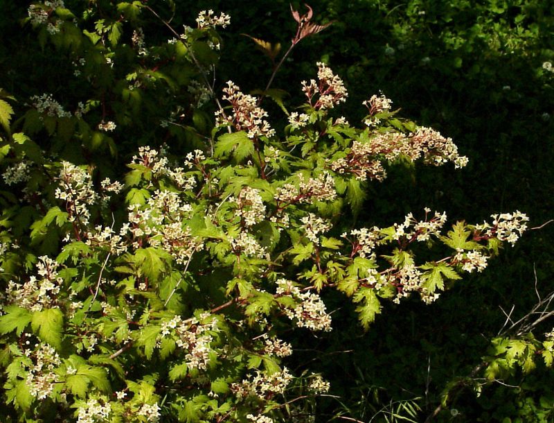 Halbhohe Kranzspiere - Stephanandra incisa