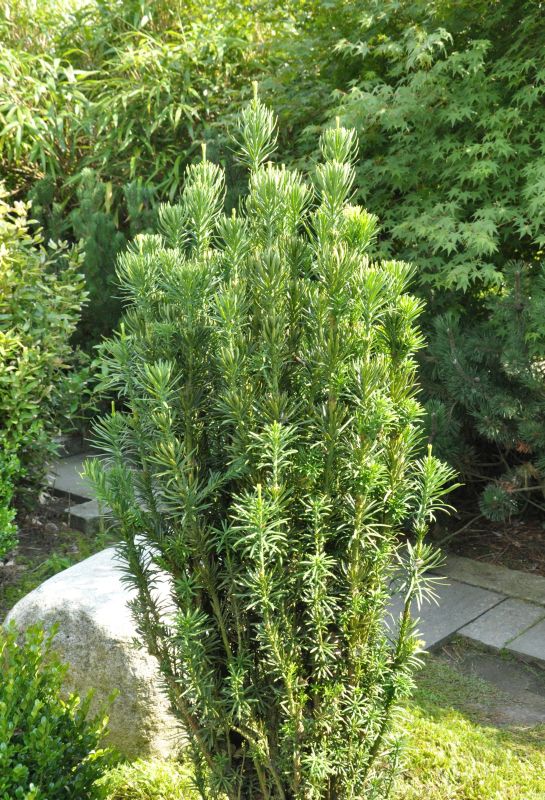 Harringtons Säulen-Kopfeibe - Cephalotaxus harringtonii 'Fastigiata'