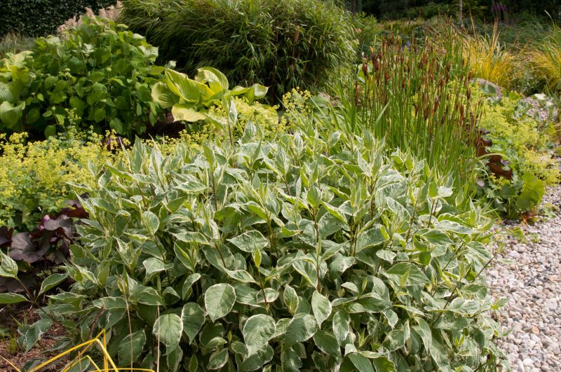 Hartriegel 'Ivory Halo' ® - Cornus alba 'Ivory Halo' ®