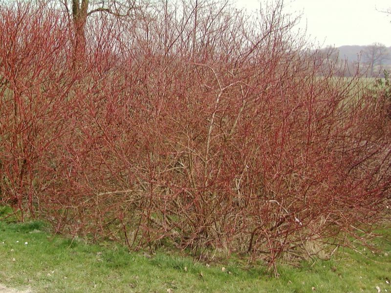 Hartriegel 'Sibirica Variegata' - Cornus alba 'Sibirica Variegata'