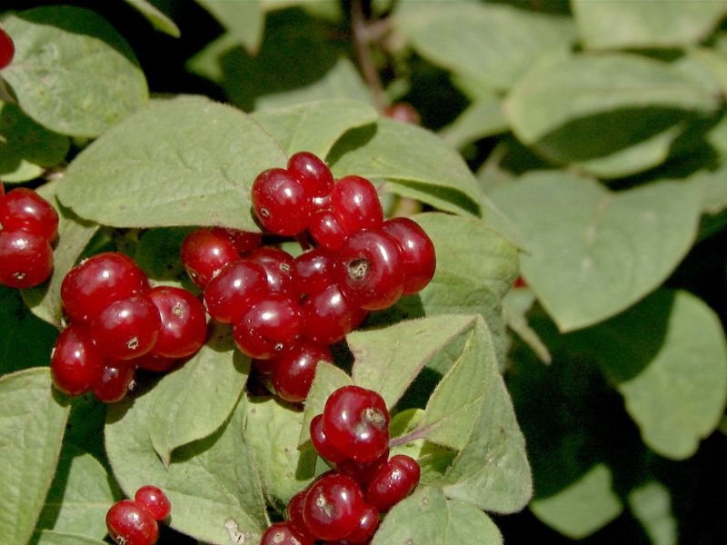 Heckenkirsche 'Clavey's Dwarf' - Lonicera xylosteoides 'Clavey's Dwarf'