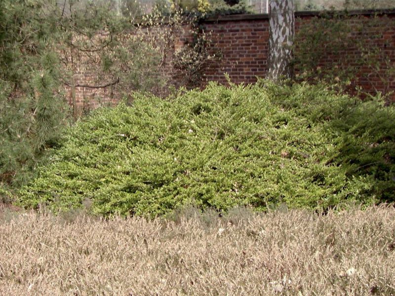 Heckenmyrte 'Elegant' - Lonicera nitida 'Elegant'