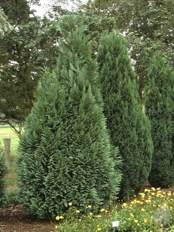Heckenzypresse 'Alumii' - Chamaecyparis lawsoniana 'Alumii'