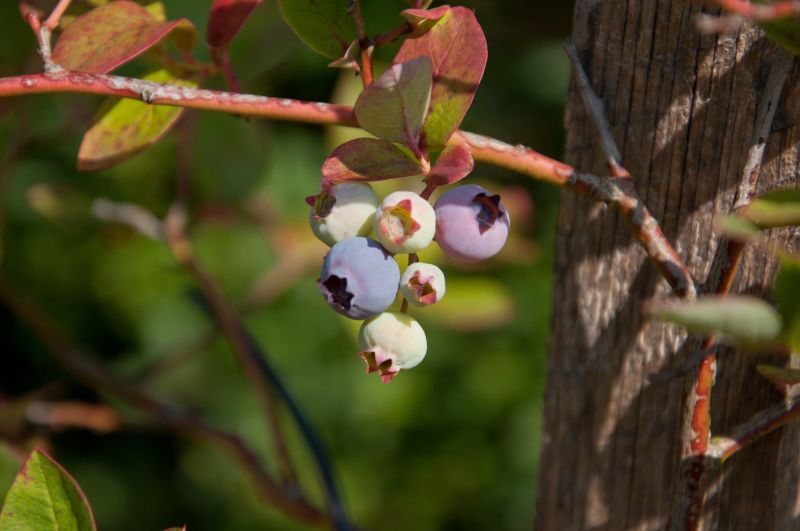 Heidelbeere 'Jersey' - Vaccinium corymb.'Jersey'