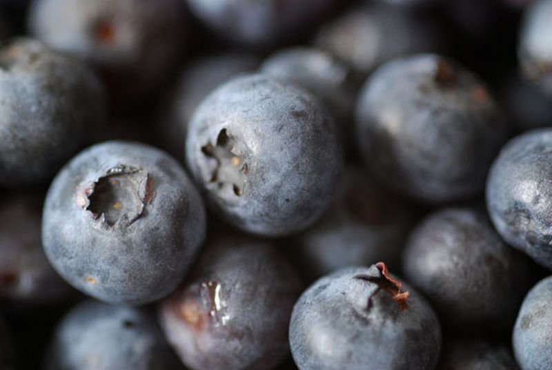 Heidelbeere 'Patriot' - Vaccinium corymbosum 'Patriot'