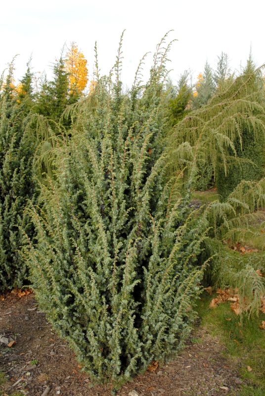 Heidewacholder 'Meyer' - Juniperus com.'Meyer'