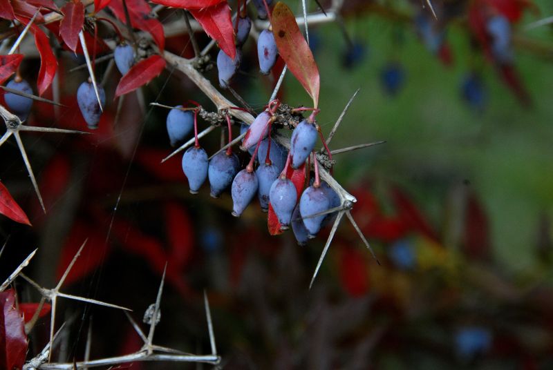 Himalaya-Berberitze - Berberis hookeri
