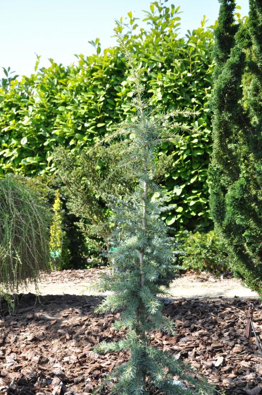 Himalaya-Zeder 'Karl Fuchs' - Cedrus deodara 'Karl Fuchs'