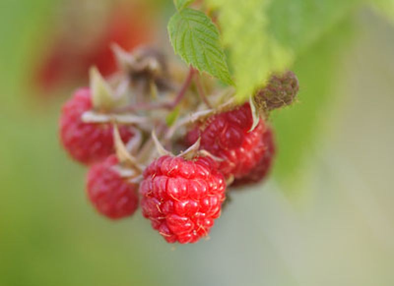 Himbeere 'Black Jewel' - Rubus idaeus 'Black Jewel' CAC
