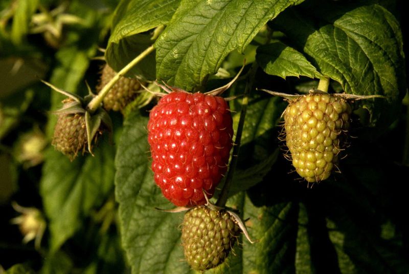Himbeere 'Schönemann' - Rubus idaeus 'Schönemann' CAC