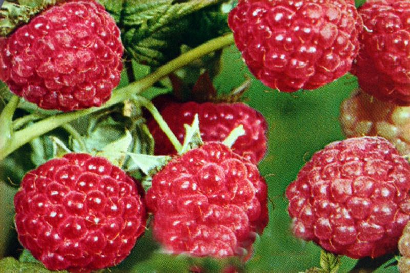 Himbeere 'ZEFA 3 Herbsternte' - Rubus idaeus 'ZEFA 3 Herbsternte' CAC