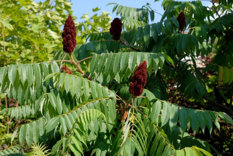 Hirschkolben-Sumach - Rhus typhina