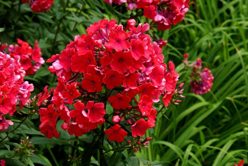 Hohe Garten-Flammenblume Starfire - Phlox paniculata 'Starfire'