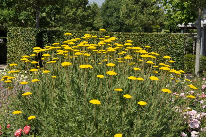 Hohe Garten-Gold-Garbe Parker - Achillea filipendulina 'Parker'