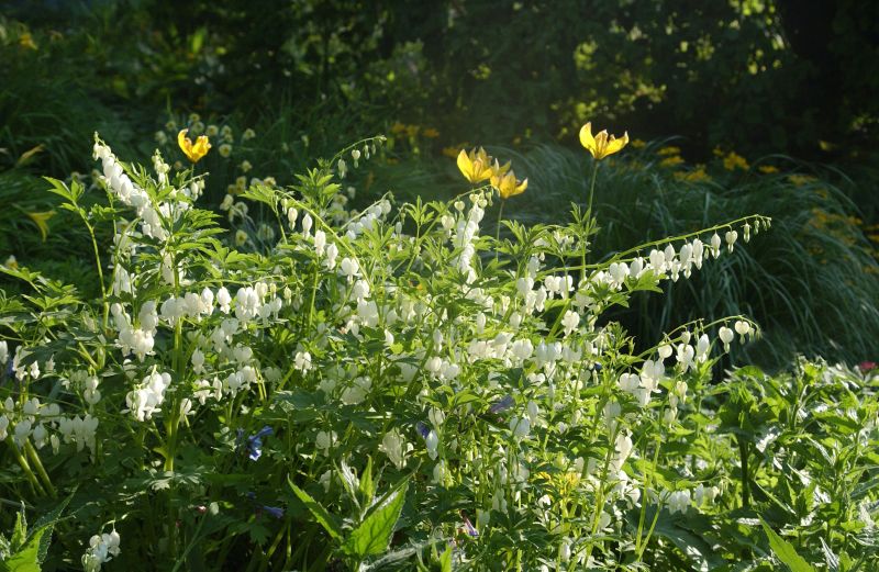 Hohe Garten-Herzblume, Tränendes Herz - Dicentra spectabilis 'Alba'