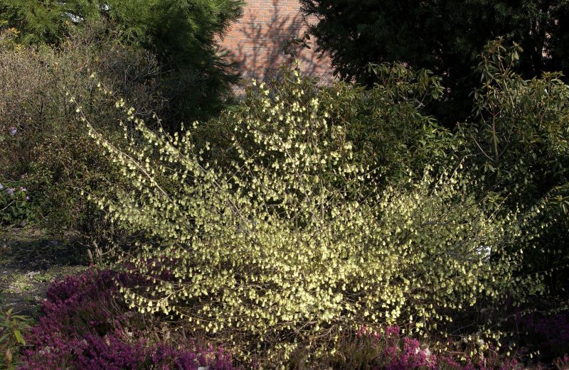 Hohe Scheinhasel - Corylopsis spicata