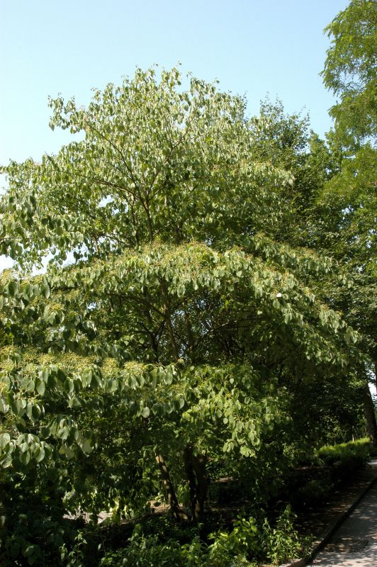 Hoher Etagen-Hartriegel - Cornus controversa