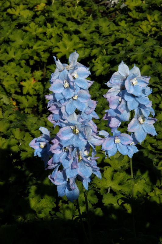 Hoher Garten-Rittersporn - Delphinium x elatum 'Blauwal'