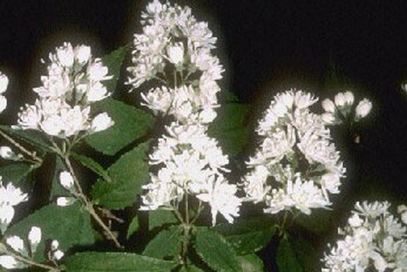 Hoher Sternchenstrauch - Deutzia magnifica